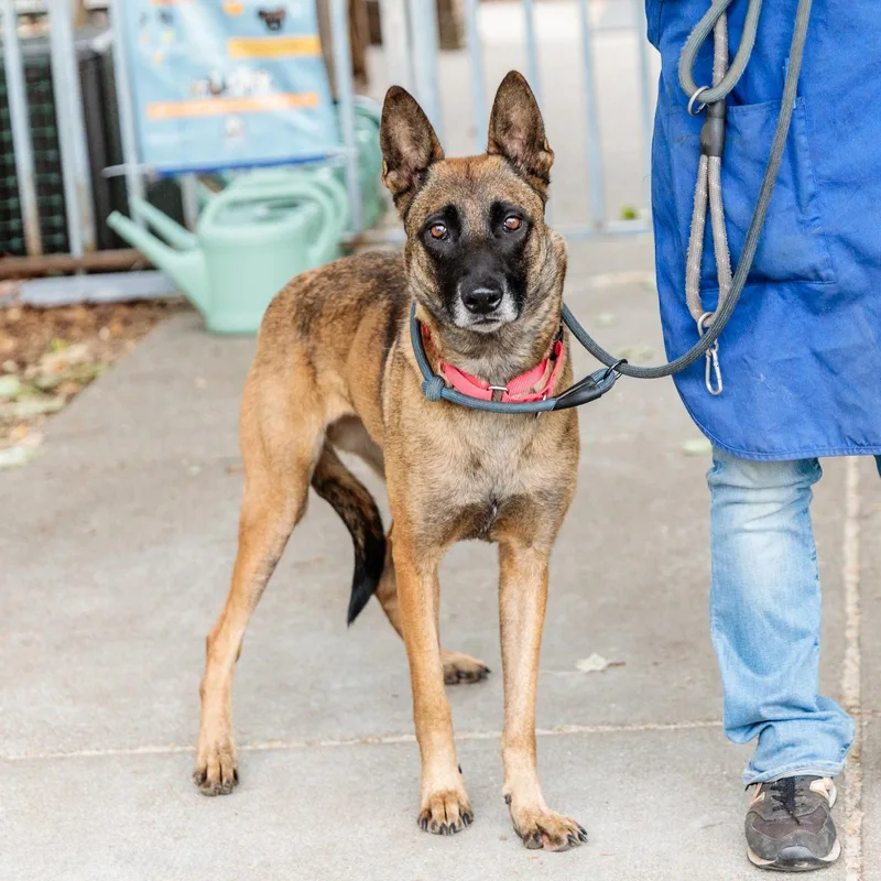 An adult large-sized female Belgian Shepherd / Malinois dog named Chia for adoption in Oakland, CA