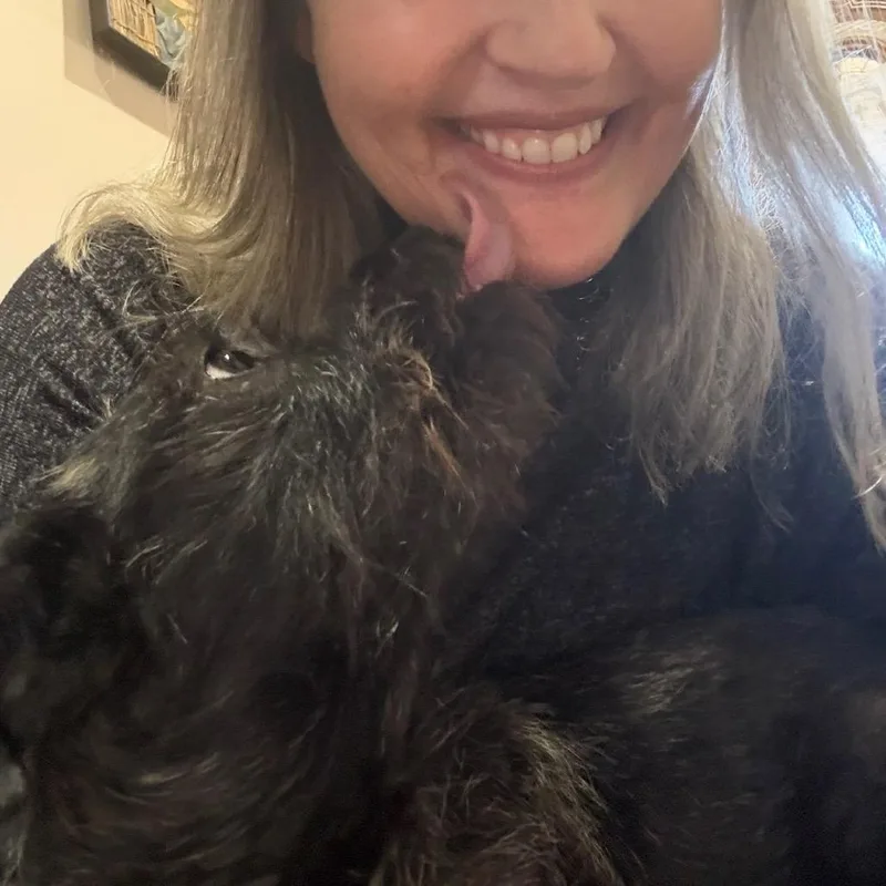 An adult medium-sized female Cairn Terrier dog named Pita for adoption in Tacoma, WA