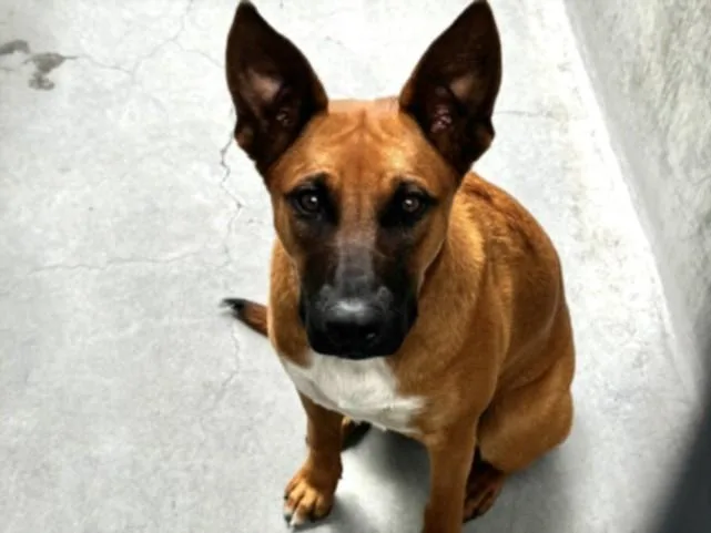 A young medium-sized female German Shepherd Dog dog named Marie for adoption in Van Nuys, CA