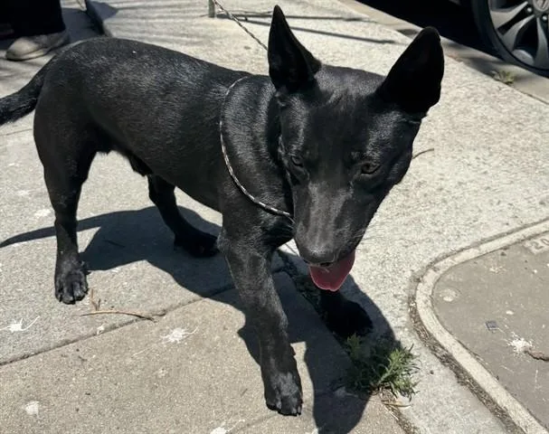 A young medium-sized male German Shepherd Dog dog named Blackie for adoption in Salinas, CA