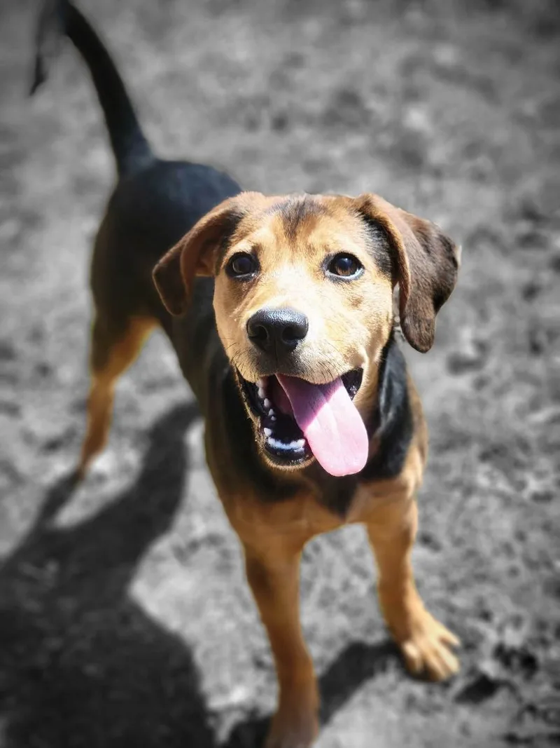 An adult medium-sized male Black Mountain Cur dog named Remi for adoption in Orange, VA
