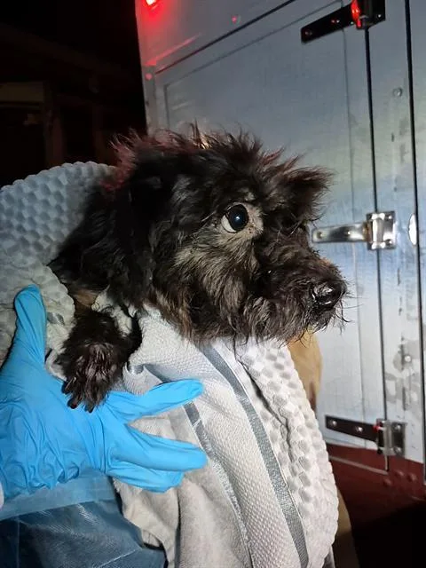 An adult small-sized male Terrier dog named Moose for adoption in San Antonio, TX