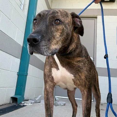 An adult small-sized male Brindle Mixed Breed dog named Rumble for adoption in Jeffersonville, IN