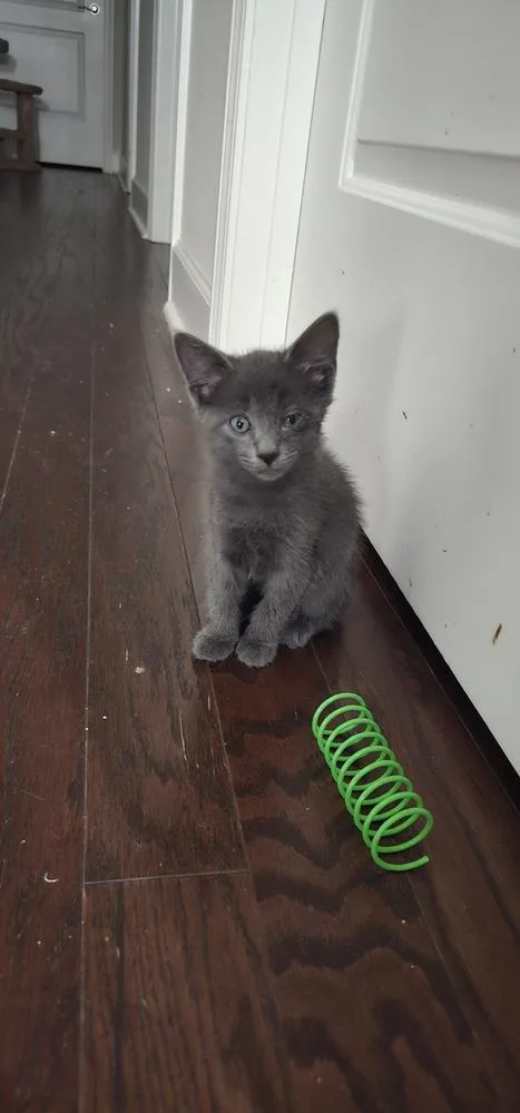 A baby small-sized male Gray / Blue / Silver Domestic Short Hair cat named Shaboozey for adoption in Powder Springs, GA