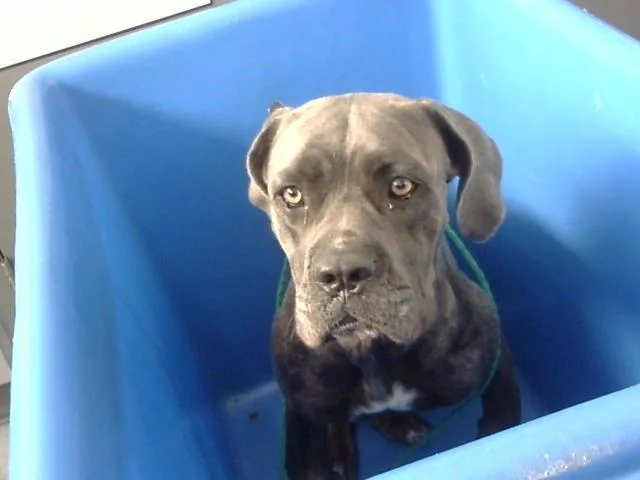 An adult medium-sized female Mixed Breed dog named Juniper for adoption in Dallas, TX