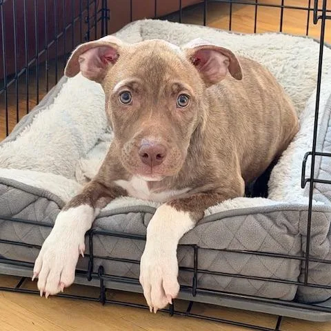 A baby small-sized male Yellow / Tan / Blond / Fawn Mixed Breed dog named Miles for adoption in Kansas City, MO