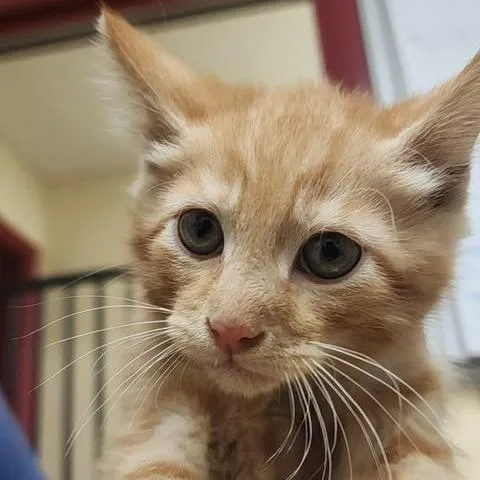 A baby small-sized male Orange / Red Domestic Short Hair cat named Pisces for adoption in Shinnston, WV