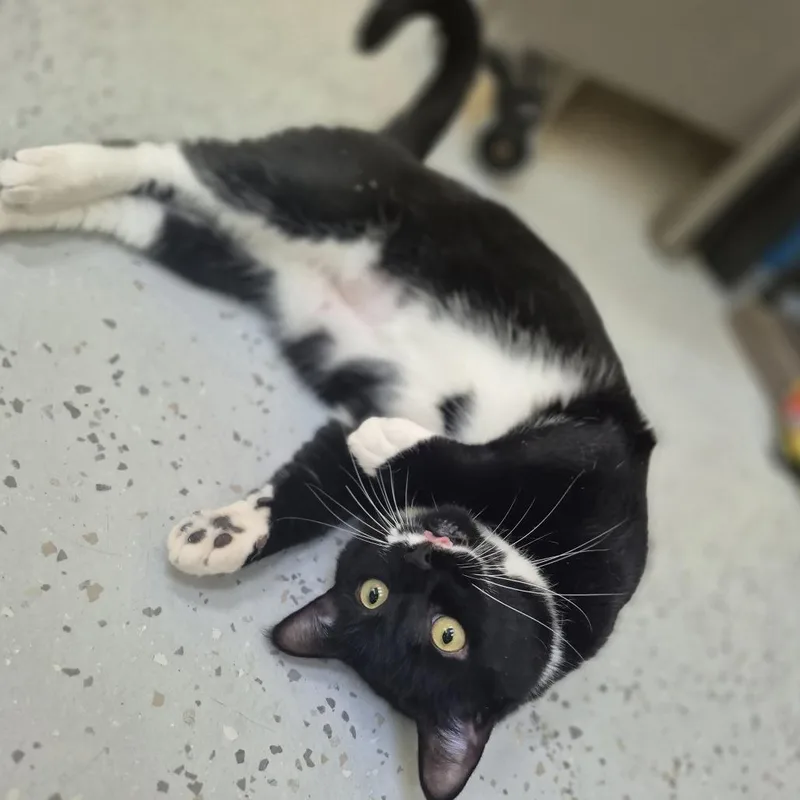 An adult extra large-sized male Black Domestic Short Hair cat named Fender for adoption in Weimar, CA