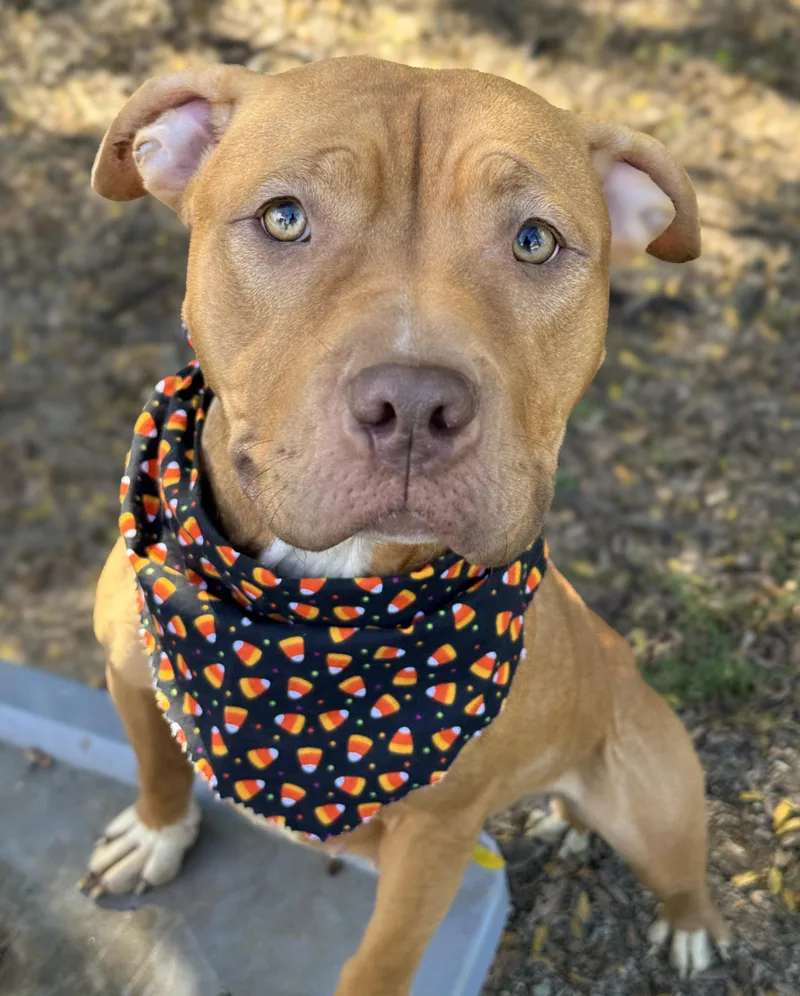 An adult medium-sized female Pit Bull Terrier dog named Ruby for adoption in Anderson, IN
