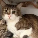 A young medium-sized female White Domestic Long Hair cat named Penny for adoption in Pasadena, CA