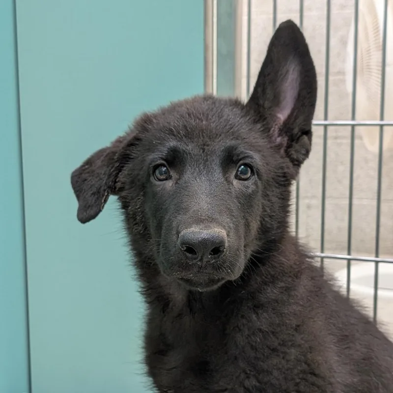 A baby medium-sized female Black German Shepherd Dog dog named Meringue for adoption in Washington Township, OH