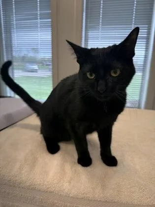 A baby medium-sized male Domestic Short Hair cat named Hot Chocolate for adoption in Lafayette, IN