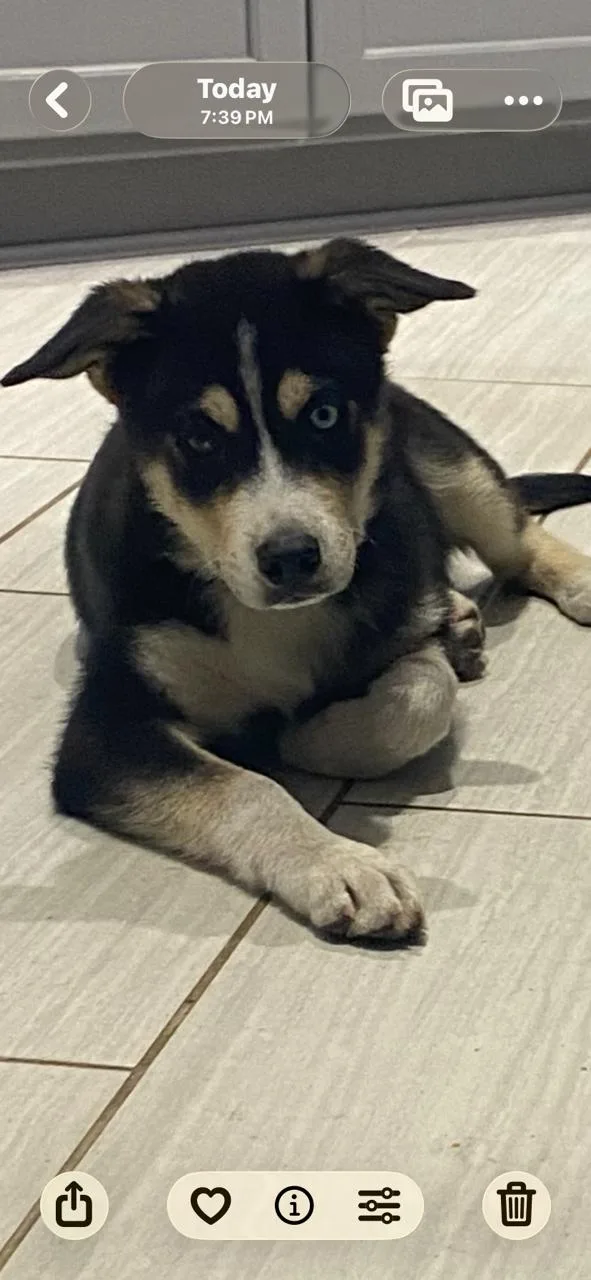 A baby medium-sized female Australian Cattle Dog / Blue Heeler dog named Luna for adoption in Bend, OR