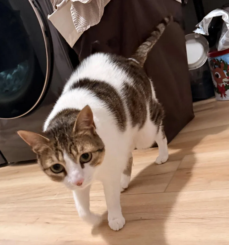 Tricky   Offered thumbnail 2