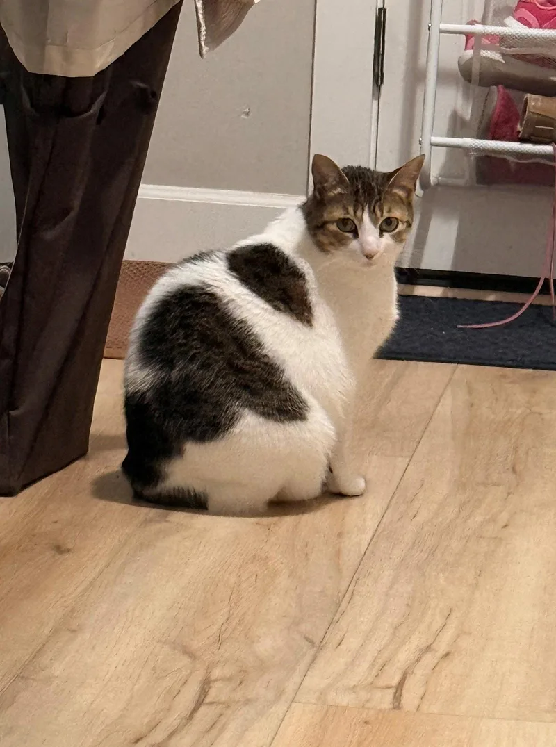 Tricky   Offered thumbnail 3