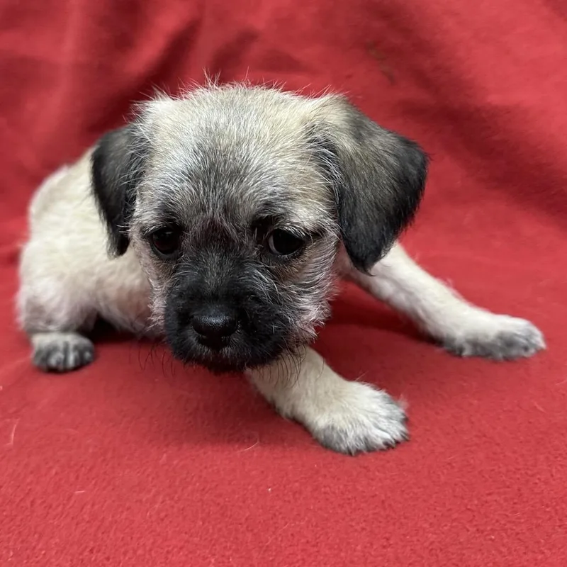 A baby small-sized female Yellow / Tan / Blond / Fawn Pug dog named Linguine for adoption in Point Richmond, CA