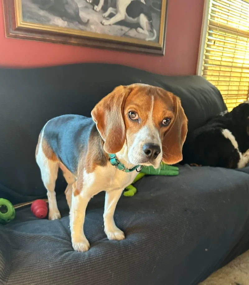 A young medium-sized male Beagle dog named Milo for adoption in Little Chute, WI
