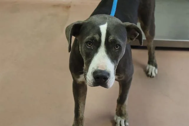 A young small-sized female Mixed Breed dog named Lacey for adoption in Columbia, SC