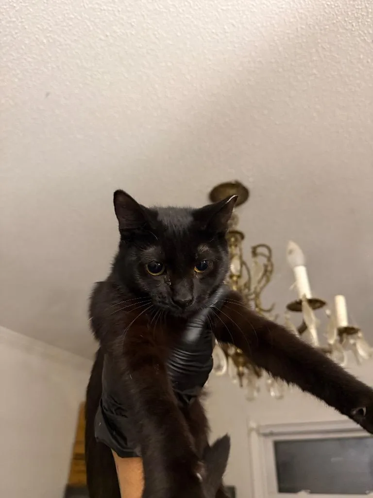 A baby large-sized male Domestic Short Hair cat named Sam for adoption in warrenville, SC