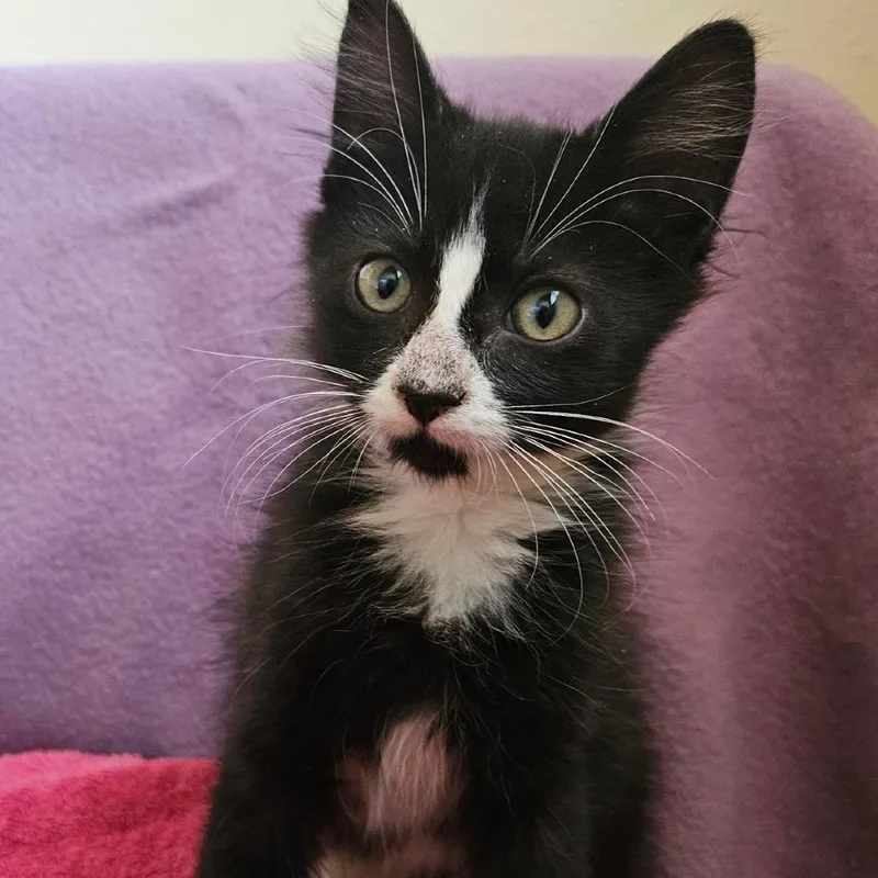 A baby small-sized female White Domestic Short Hair cat named Julie for adoption in Baker City, OR
