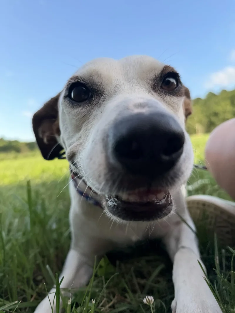 An adult large-sized female Pit Bull Terrier dog named Maryland for adoption in Nashville, TN