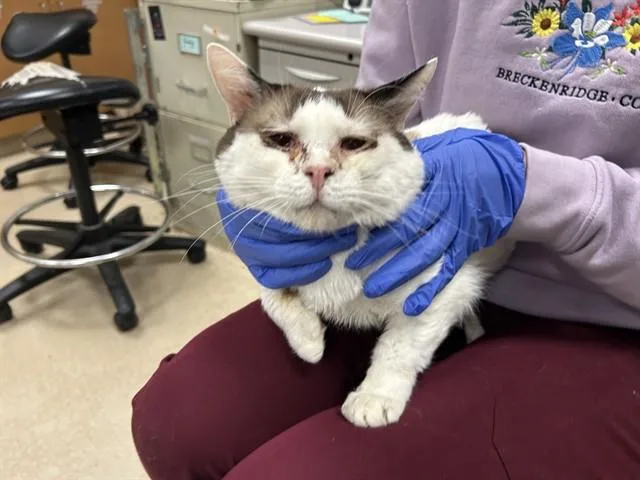 An adult medium-sized male Domestic Short Hair cat named Mister for adoption in San Jose, CA