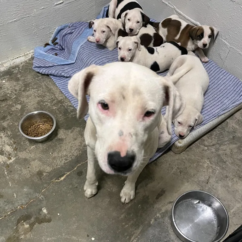A baby small-sized female White / Cream Labrador Retriever dog named Casper for adoption in Clanton, AL