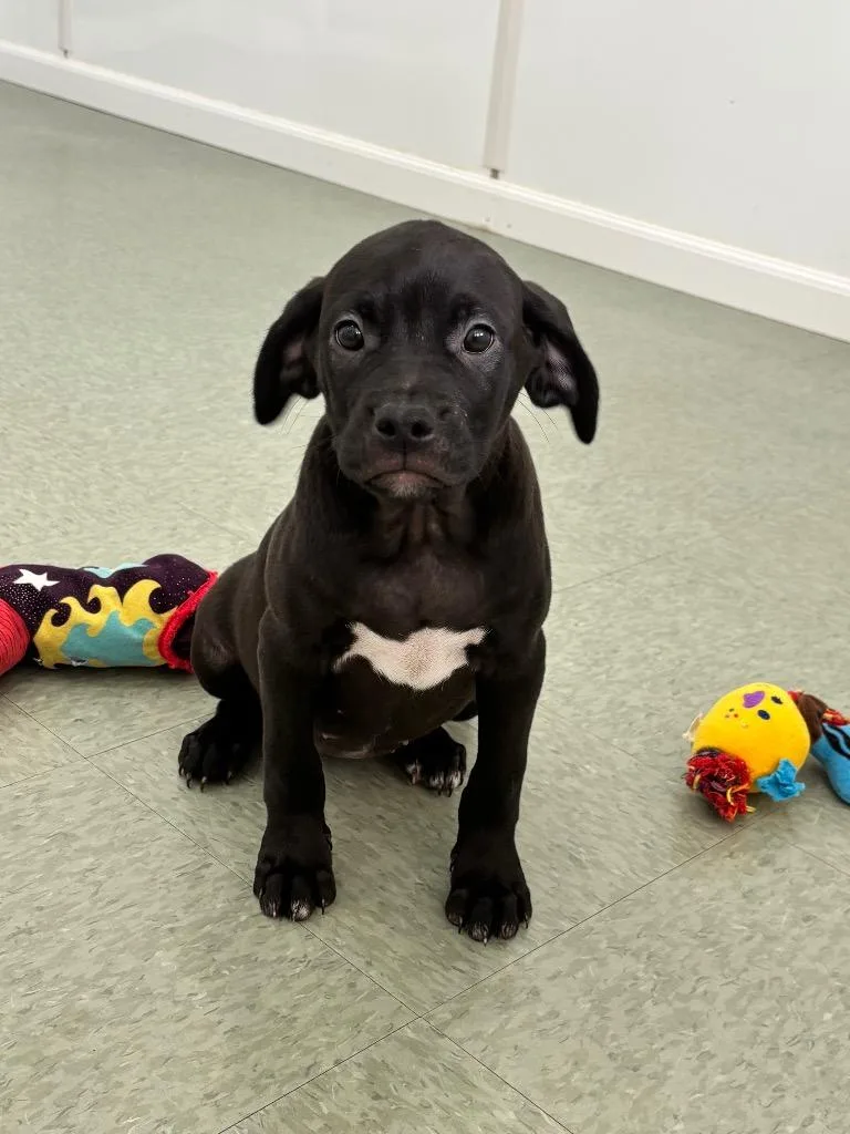 A baby large-sized female Mixed Breed dog named Dinky for adoption in Danielsville, GA