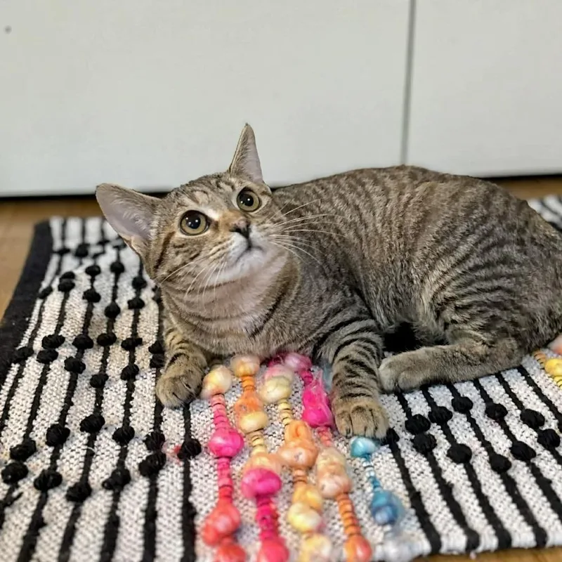 A baby medium-sized female Brown / Chocolate Domestic Short Hair cat named Lollipop for adoption in Raleigh, NC