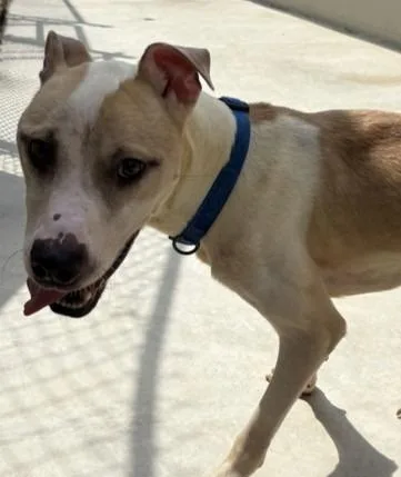 A young medium-sized male Pit Bull Terrier dog named Bolo for adoption in Athens, AL