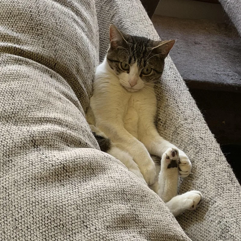 A young medium-sized female American Shorthair cat named Bug for adoption in North Kingstown, RI