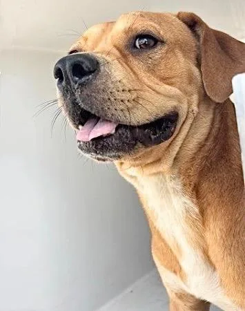 A young large-sized male Pit Bull Terrier dog named A for adoption in Houston, TX
