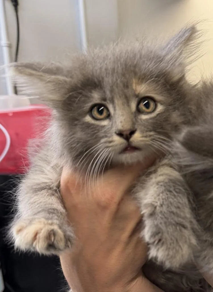 Nala