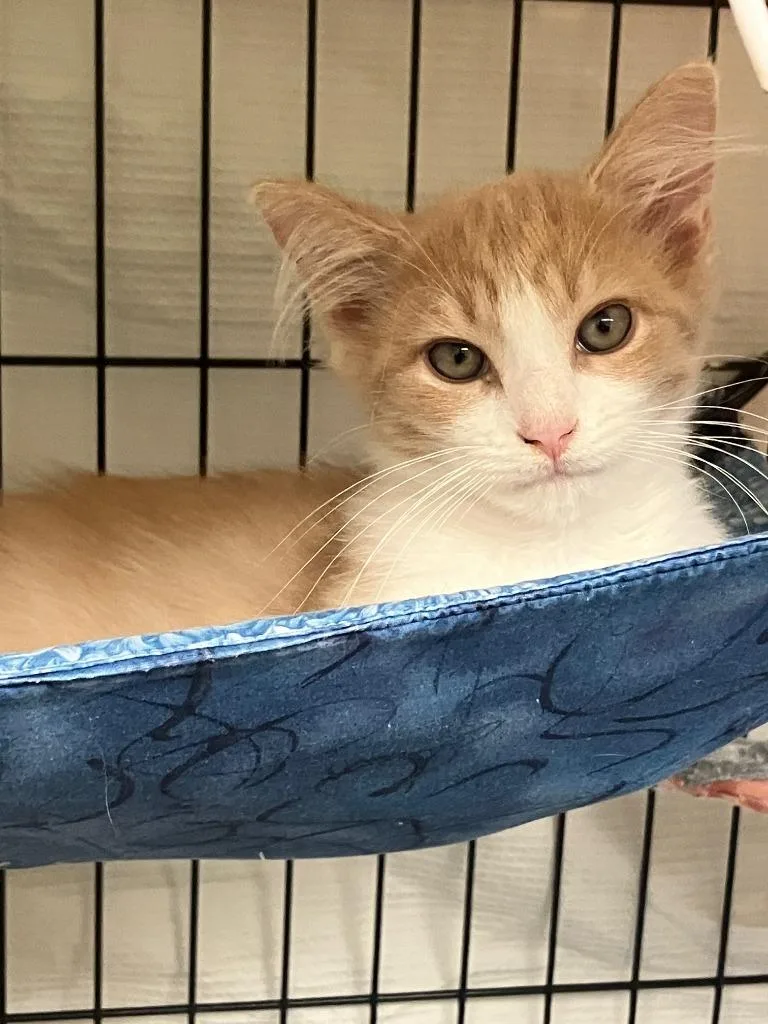A baby small-sized male Domestic Long Hair cat named Tangle for adoption in Lunenburg, MA