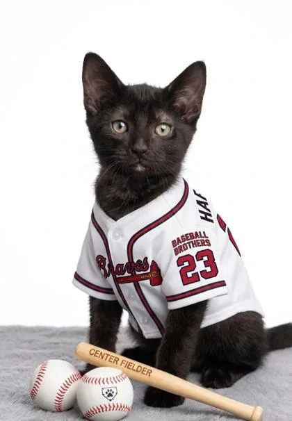 A baby small-sized male Domestic Short Hair cat named Michael Harris for adoption in Cumming, GA