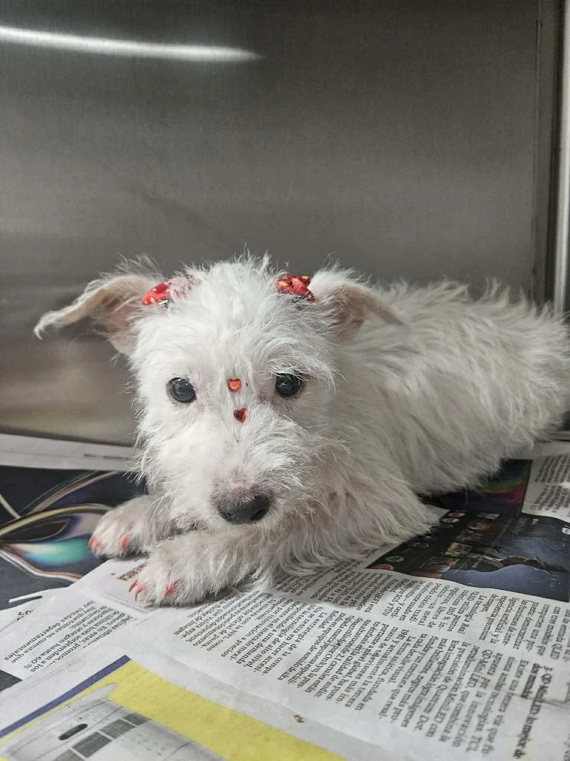 A baby small-sized female West Highland White Terrier / Westie dog named Zelda for adoption in Carmel, NY