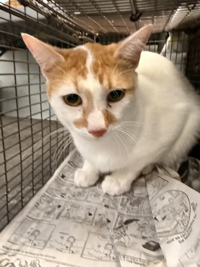 An adult large-sized male Domestic Short Hair cat named Blanco for adoption in Los Angeles, CA