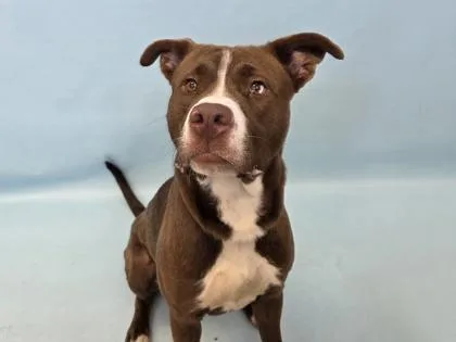 An adult large-sized male Pit Bull Terrier dog named J.c. for adoption in Golden Valley, MN