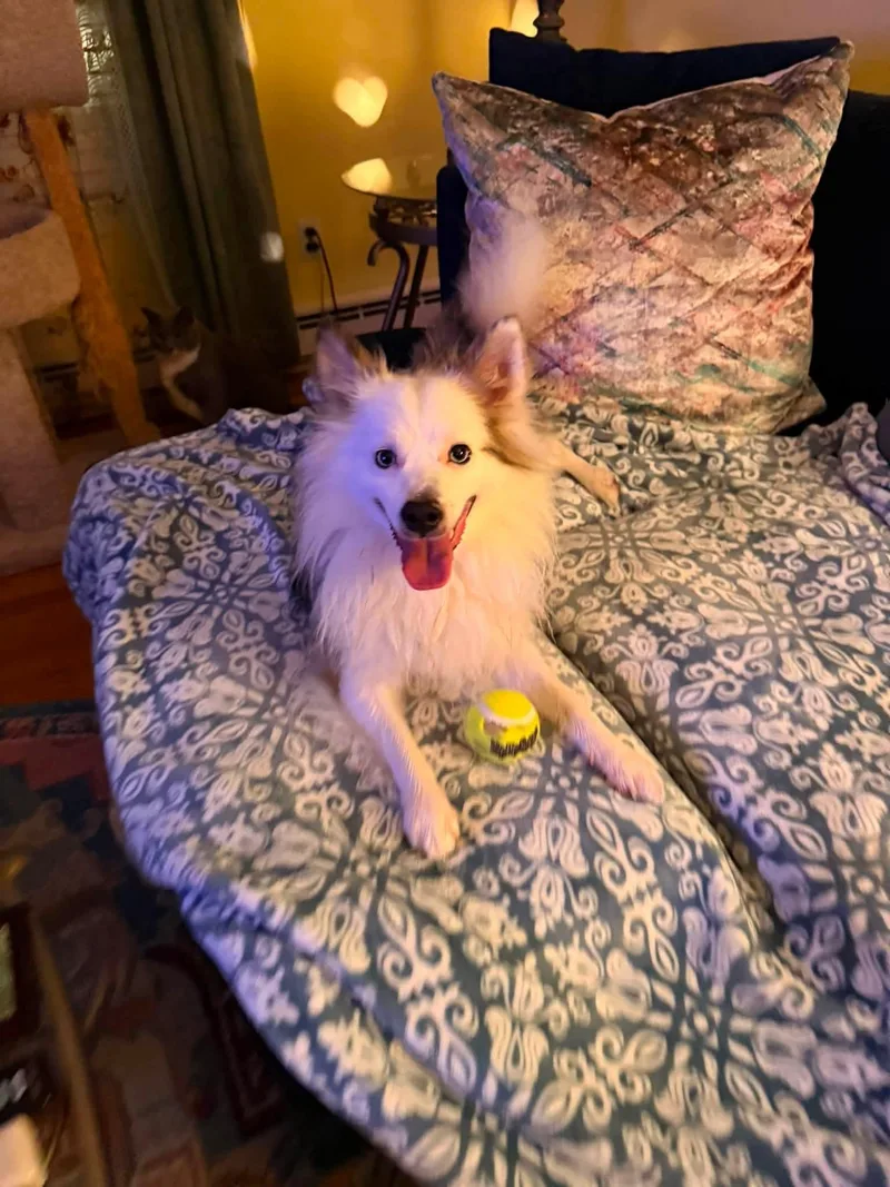 An adult small-sized male American Eskimo Dog dog named Juju for adoption in Richmond, VA