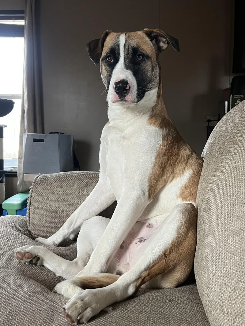 Sweet Pea thumbnail 2