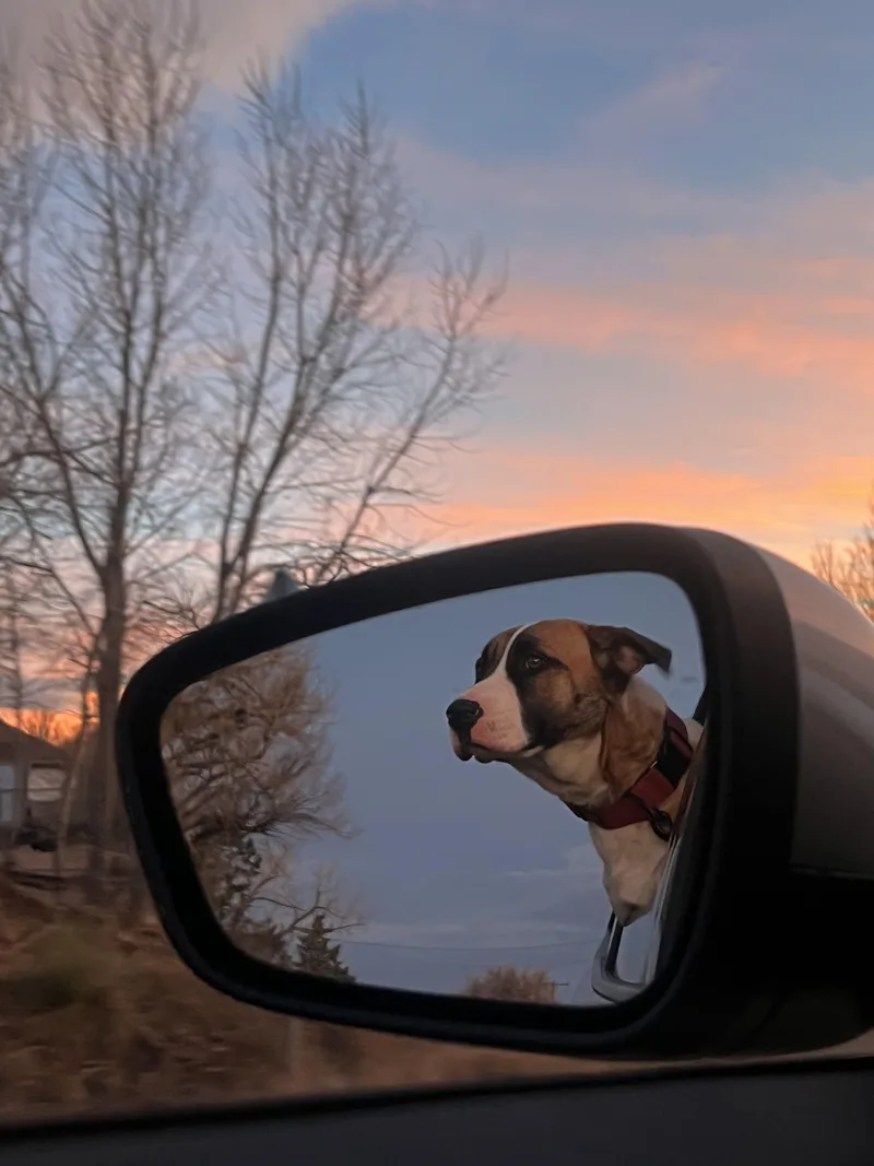 Sweet Pea thumbnail 3