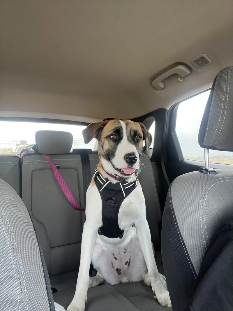 Sweet Pea thumbnail 4