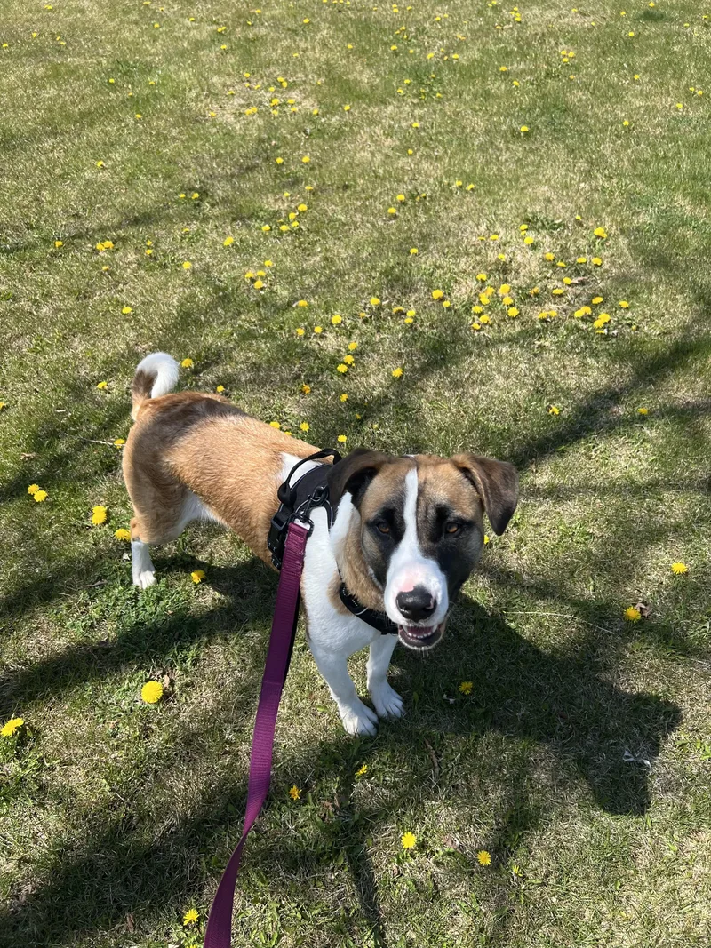 Sweet Pea thumbnail 5