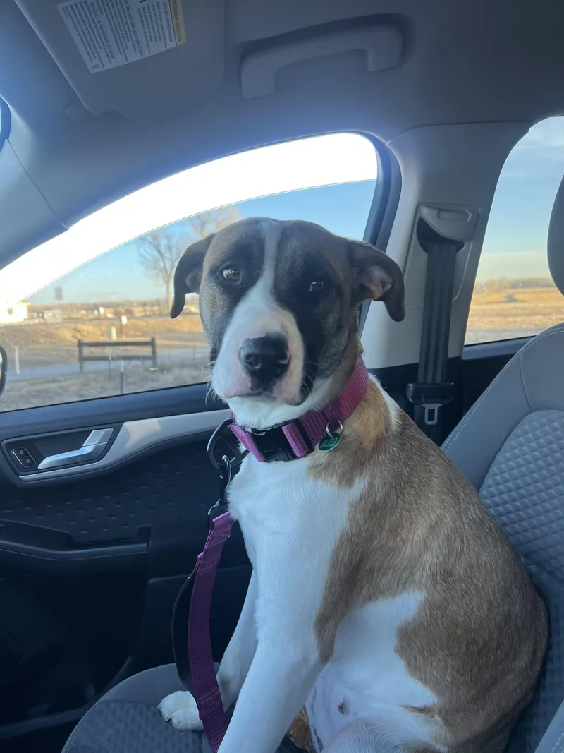 Sweet Pea thumbnail 6