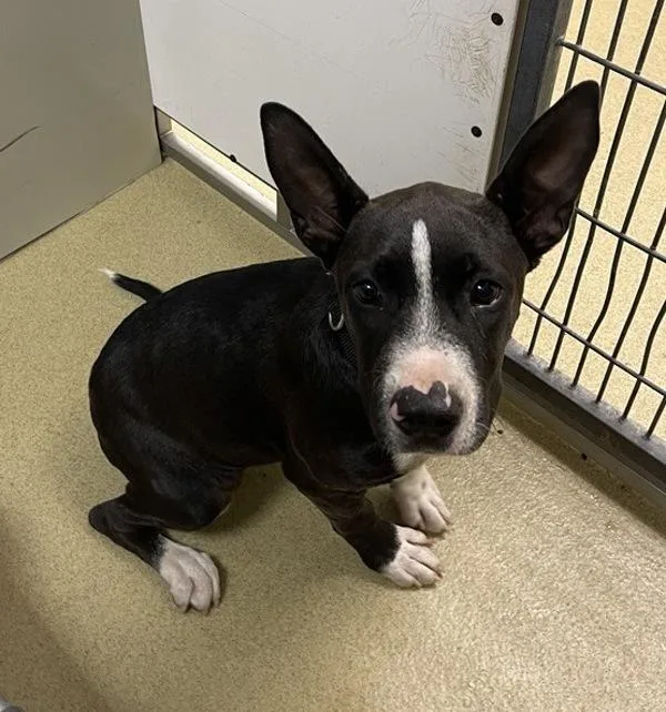 A baby medium-sized female Pit Bull Terrier dog named Fairy for adoption in Escondido, CA