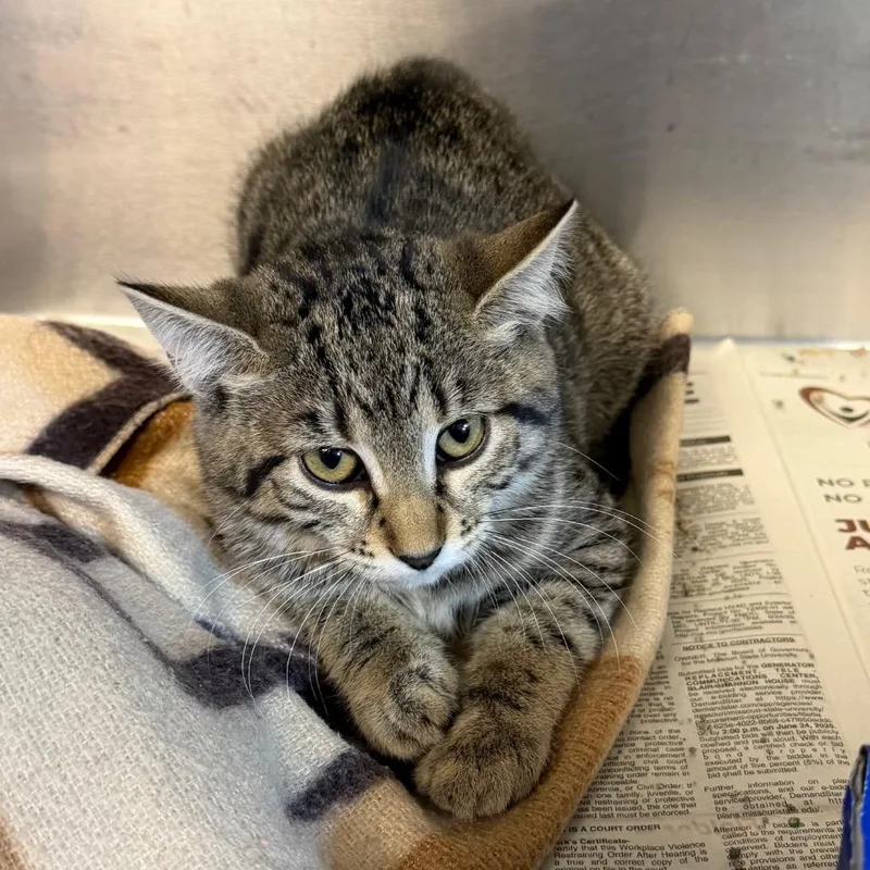 A baby small-sized female Brown / Chocolate Domestic Short Hair cat named Denver for adoption in Belleville, IL