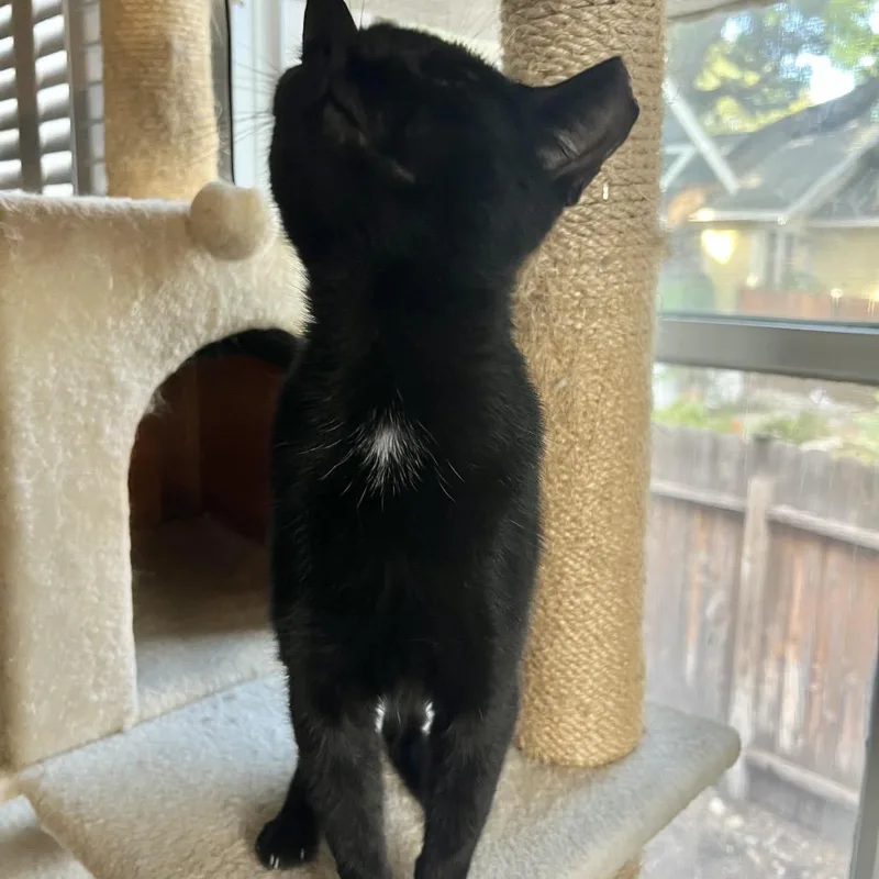 An adult small-sized female Black Domestic Short Hair cat named Aframe for adoption in San Antonio, TX