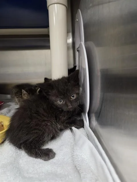 A baby medium-sized female Domestic Medium Hair cat named Jelly for adoption in Huntsville, AL