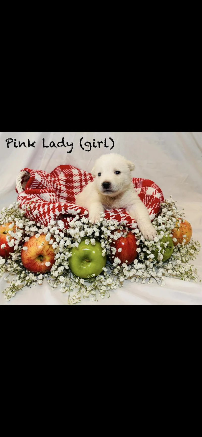 A baby large-sized female Anatolian Shepherd dog named Pink Lady Htx for adoption in Quinlan, TX