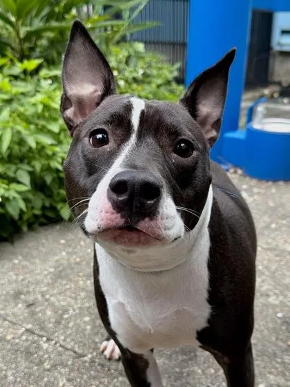 An adult medium-sized female Mixed Breed dog named Iris for adoption in New Orleans, LA